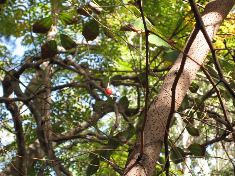 File:800px-IMG 2412 ucla09.jpg