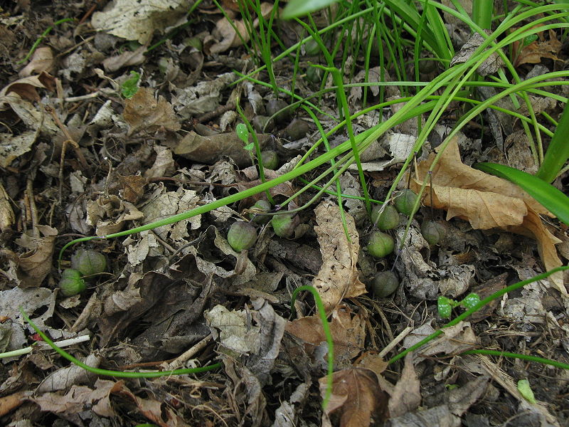File:800px-Scilla siberica pods.jpg