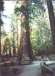 File:180px-Sequoiadendron1.jpg