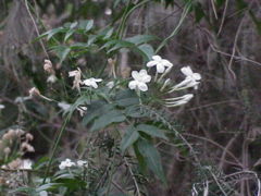 File:240px-Jasminum polyanthum0.jpg