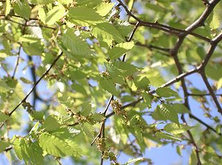 File:320px-Zelkova serrata5.jpg