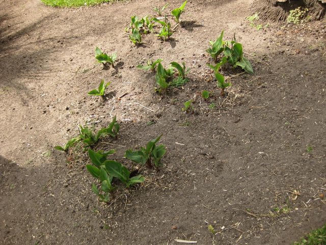 File:640px-IMG 4105 hunt0904.jpg