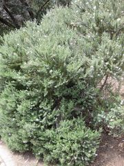 File:180px-IMG 4521 hunt0904.jpg