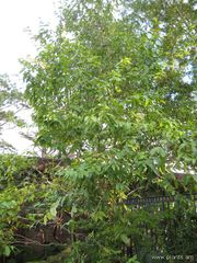 File:180px-Matudaea trinerva-IMG 7609 sfbg0308.jpg