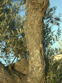 File:200px-Olive-tree-trunk-0.jpg