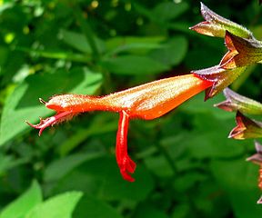 File:288px-Salvia gesneriiflora 1.jpg