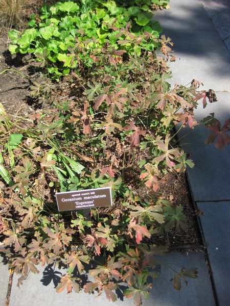 File:450px-IMG 0080 nybg09.jpg