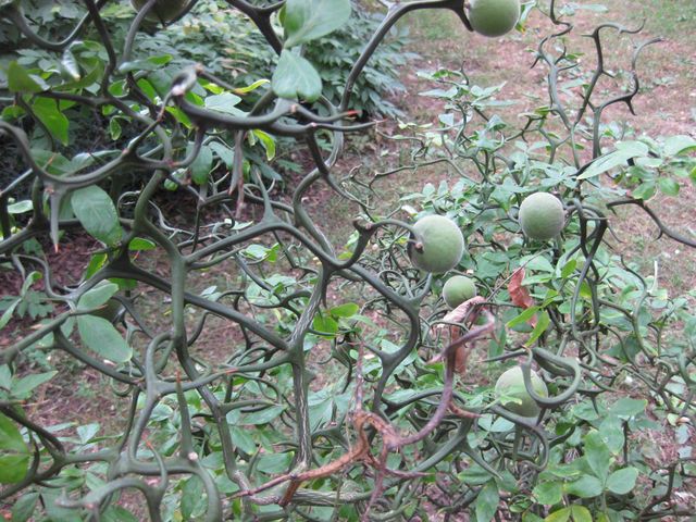 File:640px-IMG 1319 bbg09.jpg