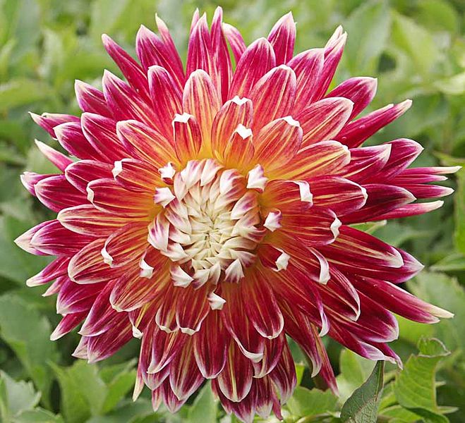 File:659px-Dahlia - "Akita" cultivar.pjg.jpg