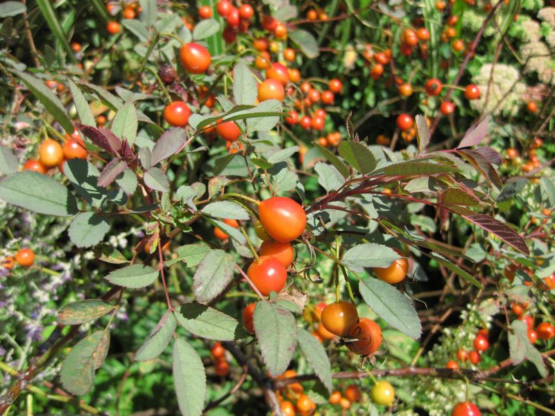 File:800px-IMG 0039 nybg09.jpg