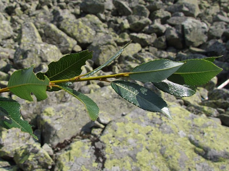 File:800px-Salix helvetica a2.jpg
