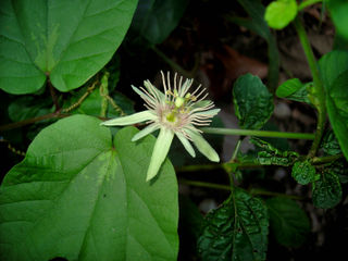 File:320px-Passiflora rubra.jpg