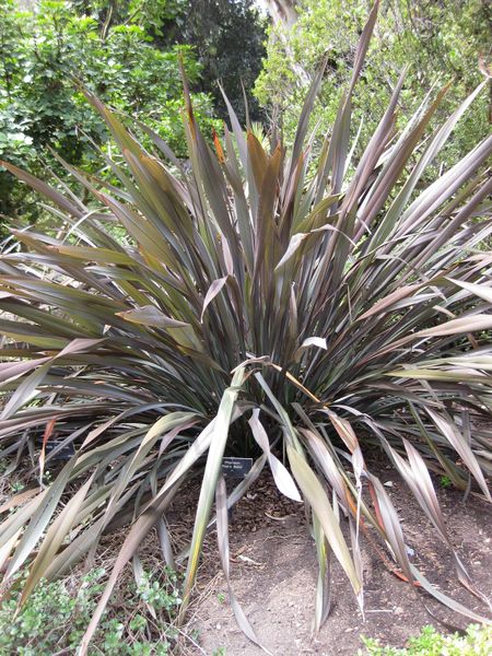 File:450px-IMG 4480 hunt0904.jpg