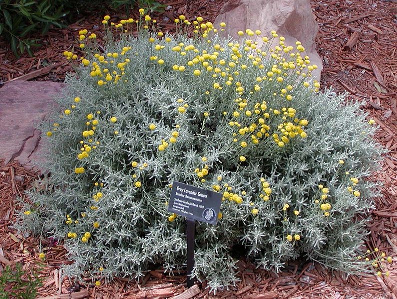 File:795px-Santolina chamaecyparissus.jpg