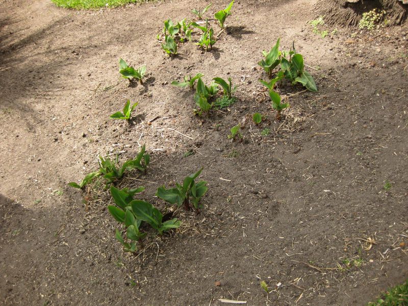 File:800px-IMG 4105 hunt0904.jpg