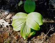 Green false hellebore