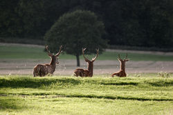 File:250px-Richmond Park - London - England - 02102005.jpg