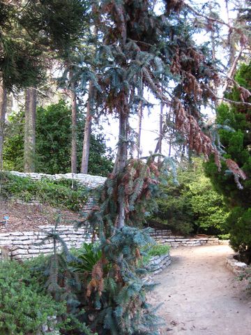 File:360px-IMG 2606 ucla09.jpg