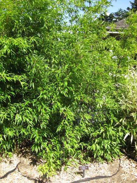 File:450px-IMG 0423 nybg09.jpg