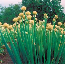 Allium fistulosum at a farm