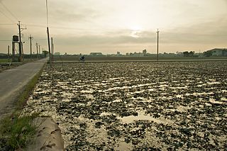 File:320px-Taiwan 2009 Tainan City Water Caltrop Field FRD 7922.jpg