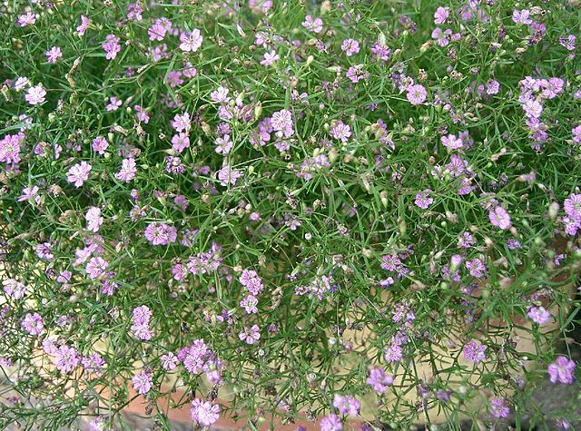 File:640px-Gypsophila muralis Gypsy Rose1.jpg