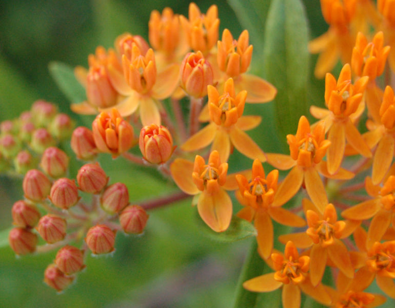 File:Butteryfly Weed 3 Stages of Bloom 2240px.jpg