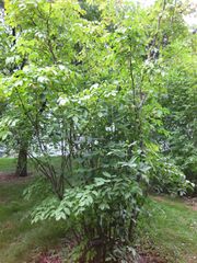 File:180px-IMG 1335 bbg09.jpg