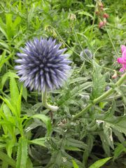 File:180px-IMG 6873 hunt09jun.jpg