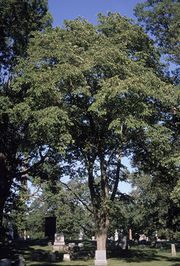 File:180px-Mature Ulmus rubra in graveyard.jpg