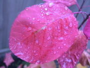 File:180px-Rain on a smoke tree leaf.jpg