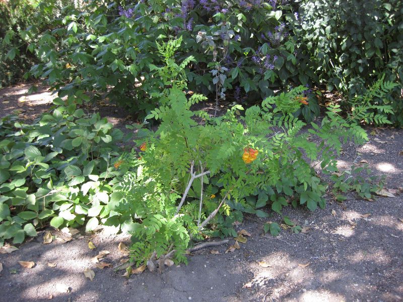 File:800px-IMG 1910 hunt09oct.jpg