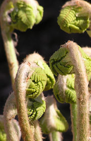File:180px-Fiddlehead.jpg