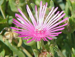 File:250px-Delosperma cooperi1.jpg