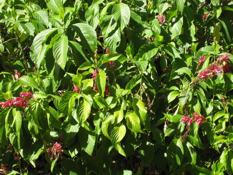 File:800px-IMG 2005 hunt09oct.jpg