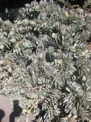 File:180px-IMG 2293 hunt0903.jpg