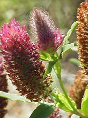 File:180px-Trifolium rubens1.jpg