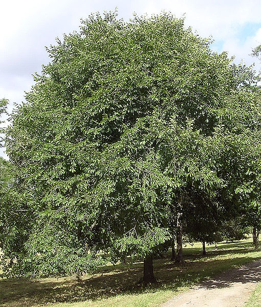 File:511px-Japanese elm.jpg