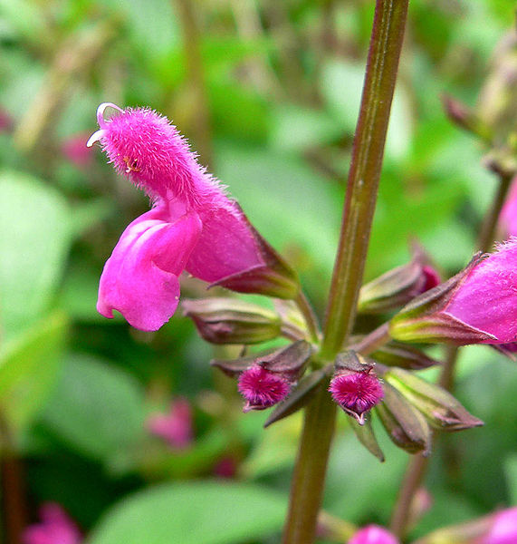 File:571px-Salvia chiapensis 2.jpg