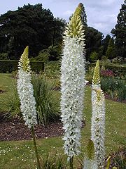 File:180px-Eremurus himalaicus2C2000.jpg
