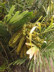 File:180px-IMG 3879 hunt0904.jpg