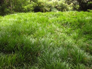 File:320px-IMG 7233 hunt09jun.jpg