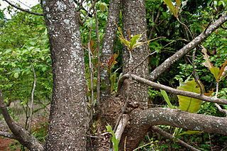 File:320px-Terminalia bellerica W IMG 9222.jpg