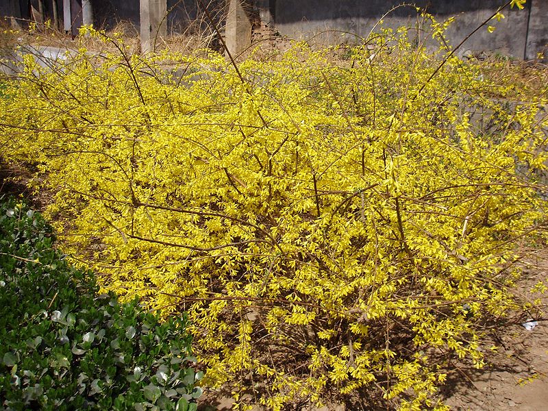 File:800px-ForsythiaViridissima2.jpg