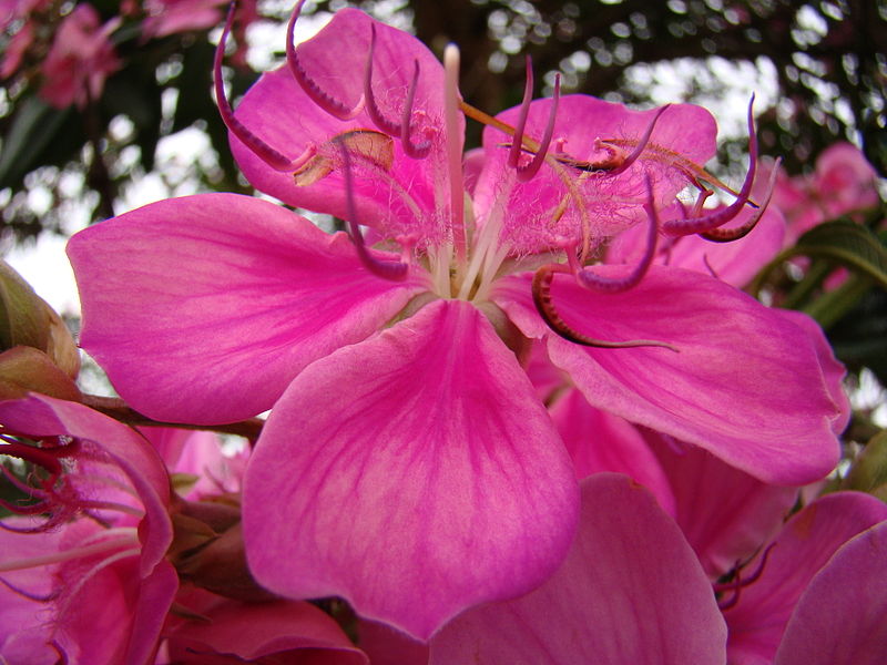 File:800px-Tibouchina granulosa var. Kathleen in Park Ceret São Paulo 005.jpg