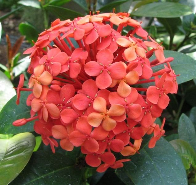 File:Ixora coccinea - flame of the woods -dwarf red- - desc-flowerhead.jpg