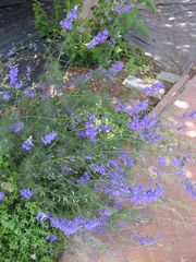 File:180px-IMG 7653 hunt09jun.jpg