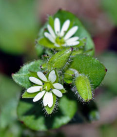 File:240px-Chickweed (aka).jpg