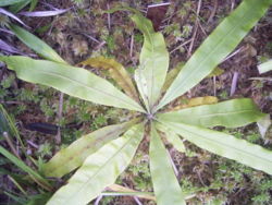 File:250px-TriphyophyllumPeltatumTopview.jpg