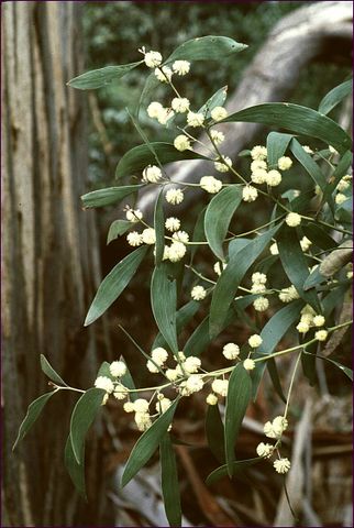 File:322px-Acacia melanoxylon.jpg